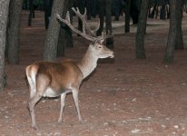venado.jpg