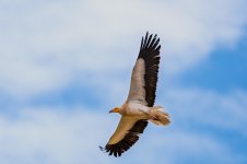 _DSC5860.jpeg