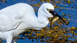 Garceta Comun__67A1075.jpg Garceta Comun__67A1075.jpg