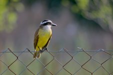 Z50_2532.jpg Z50_2532.jpg