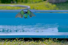 Z50_2593.jpg Z50_2593.jpg