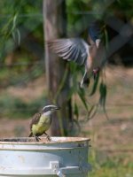 Z50_2334.jpg Z50_2334.jpg