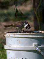 Z50_2335.jpg Z50_2335.jpg