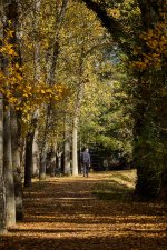 Paseo otoñal (1).jpg