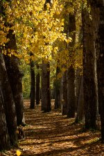 Paseo otoñal (2).jpg