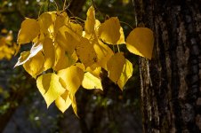 Amarillo otoñal (6).jpg