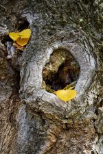 Amarillo otoñal (4).jpg