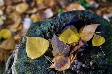 Amarillo otoñal (3).jpg