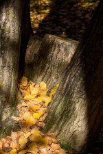 Amarillo otoñal (7).jpg