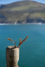 Injerto fallido (1).jpg