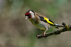 20250514-_MAC corbnatur 0472F.jpg