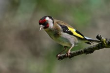 20250514-_MAC corbnatur 0472F.jpg