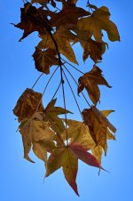 Radiografía vegetal I (1).jpg