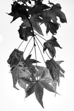 Radiografía vegetal I (2).jpg