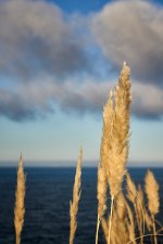 Plumero de la pampa - Invasora (1).jpg Plumero de la pampa - Invasora (1).jpg