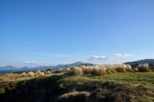 Plumero de la pampa - Invasora (4).jpg Plumero de la pampa - Invasora (4).jpg