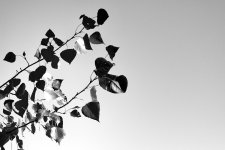 Racdiografía vegetal II.jpg