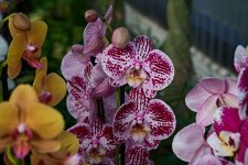 Orquídea mariposa.jpg