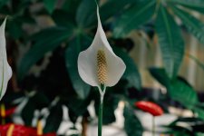 Espatifilo Lirio.jpg