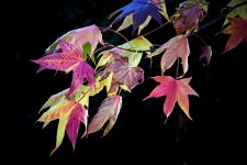 Radiografía vegetal III (1).jpg