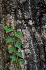 Antes de que apriete el invierno (3).jpg