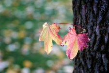 Antes de que apriete el invierno (2).jpg