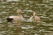 Anade Friso__A740269.jpg