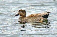 Anade Friso__A740258.jpg