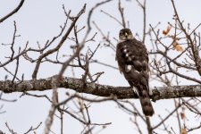 Gav-1-2.jpg Gav-1-2.jpg