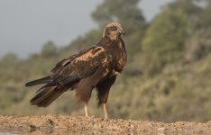 20251218-_MAC duet 2593FFF.jpg