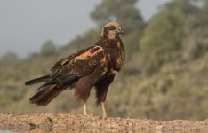 20251218-_MAC duet 2593FFF.jpg 20251218-_MAC duet 2593FFF.jpg