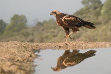 20251218-_MAC duet 2609F.jpg 20251218-_MAC duet 2609F.jpg