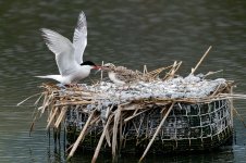 20240620-_MAC delta 0619F.jpg