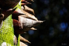 _DSC5811 (1).jpg _DSC5811 (1).jpg