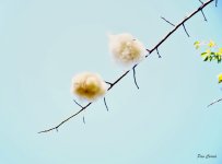 _DSC5793 (1).jpg _DSC5793 (1).jpg