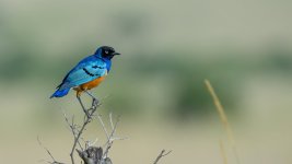 estornino soberbio.jpg