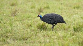 Gallina de guinea.jpg