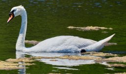 2025 07 09 Isla 019 Recorte editado.jpg