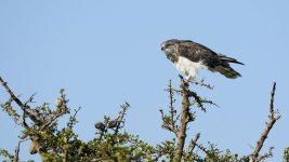 Culebrera pechinegra.jpg