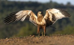 20251218-_MAC duet 0907F.jpg