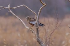 DSC02674-Sony ILCE-7RM5-FE 200-600mm F5.6-6.3 G OSS + 1.4X Teleconverter-1260 mm-1-3200 seg. e...jpg