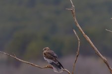 DSC02747-Sony ILCE-7RM5-FE 200-600mm F5.6-6.3 G OSS + 1.4X Teleconverter-1260 mm-1-3200 seg. e...jpg