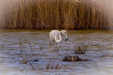 DSC02826-Sony ILCE-7RM5-FE 200-600mm F5.6-6.3 G OSS + 2X Teleconverter-1800 mm-1-800 seg. en ƒ...jpg