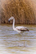 DSC02883-Sony ILCE-7RM5-FE 200-600mm F5.6-6.3 G OSS + 2X Teleconverter-1800 mm-1-800 seg. en ƒ...jpg