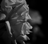 DSC03660_rapidRAW Dramatic BW.jpg