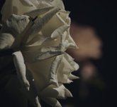 DSC03660_Moody forest.jpg