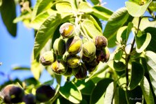 _DSC6470 (1).jpg _DSC6470 (1).jpg