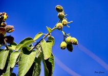 _DSC6471 (2).jpg _DSC6471 (2).jpg