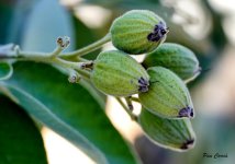 _DSC6472 (1).jpg _DSC6472 (1).jpg