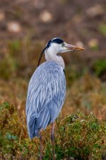 DSC03278-Sony ILCE-7RM5-FE 200-600mm F5.6-6.3 G OSS + 2X Teleconverter-1764 mm-1-320 seg. en ƒ...jpg